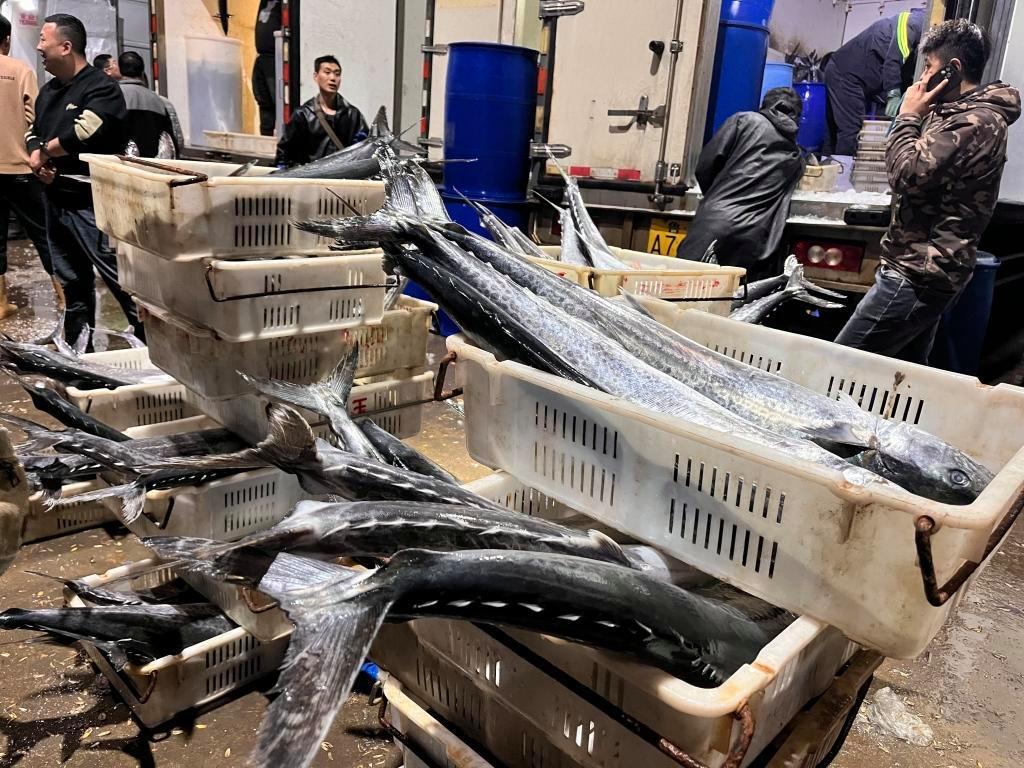 封海前最后一船海鮮抵達城陽水產(chǎn)批發(fā)市場，鲅魚仍唱主角